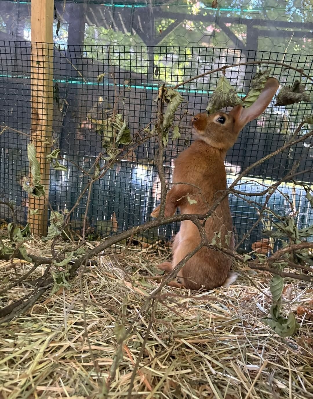 Kaninchen männlich