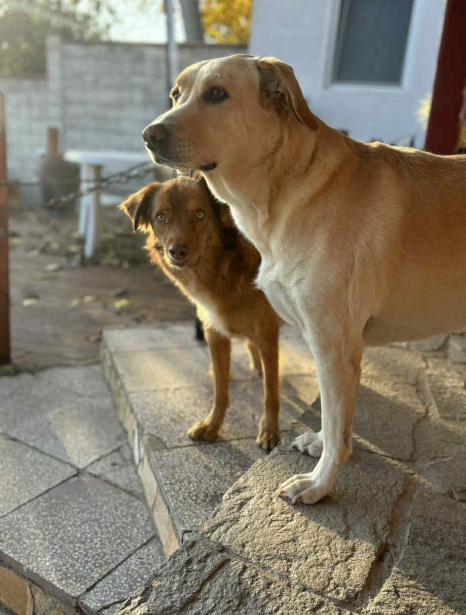 Bailey & Frankie